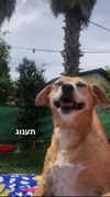 maori_cohen Altpins Profile Picture