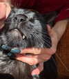 v.qx Altpins Profile Picture