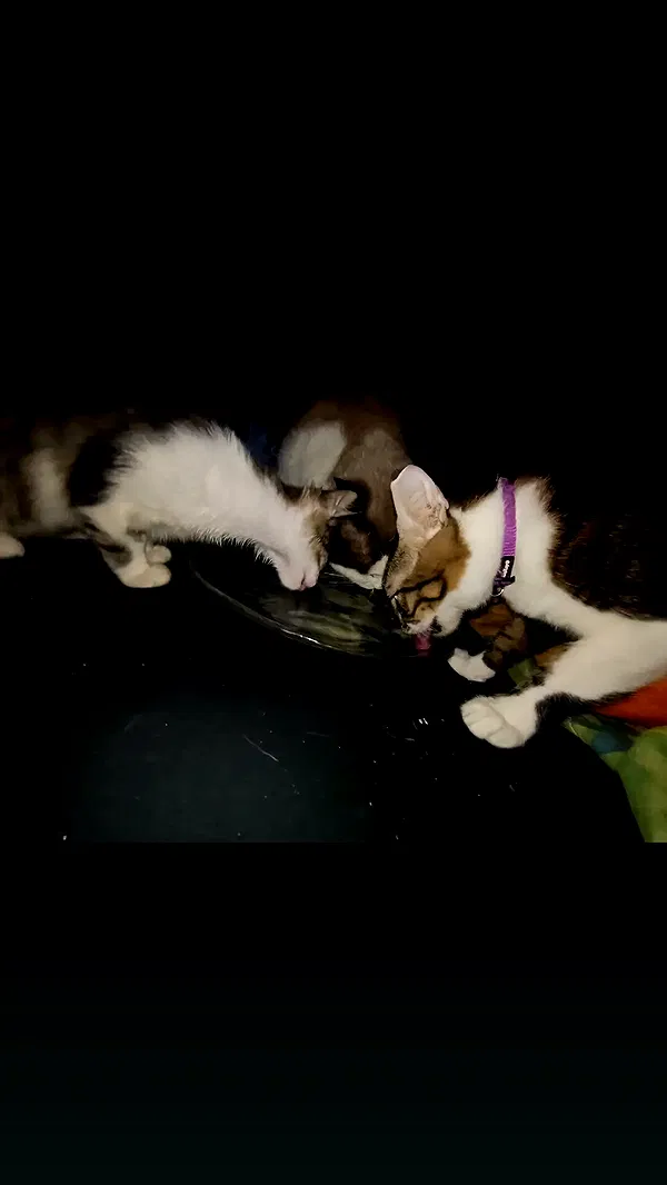 moonyyyya moonyyyya archive image