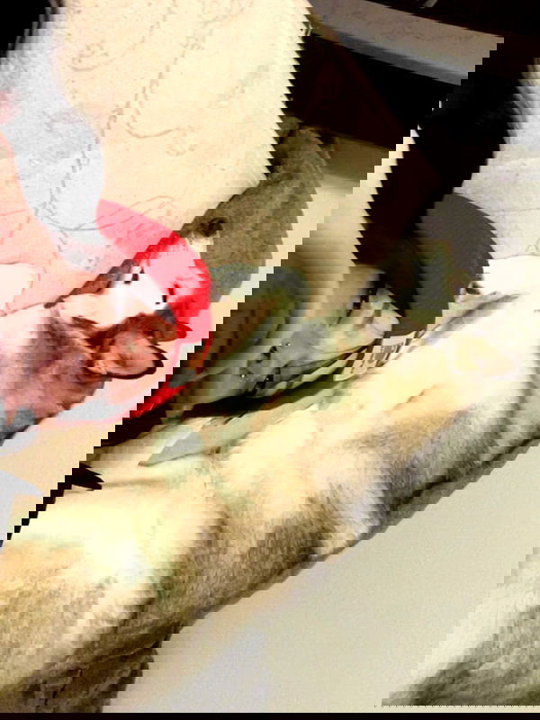 _animechika_ image ~ Altpins