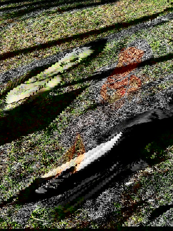 strawberryshanz strawberryshanz archive image