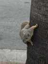 chelsnamsayin Altpins Profile Picture