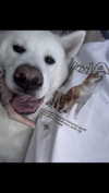 kriskaik Altpins Profile Picture