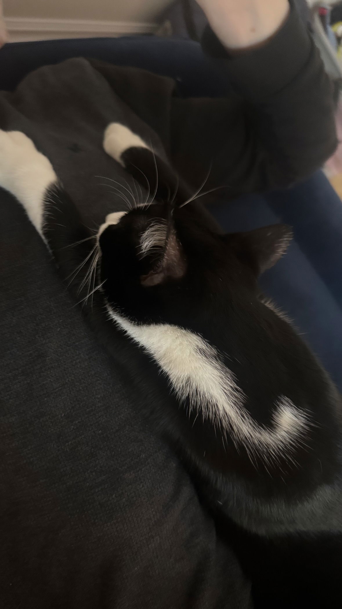 dracuina instagram image archive image