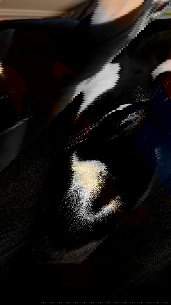 dracuina image ~ Altpins