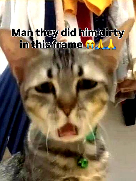 milkibunshehe instagram image archive image