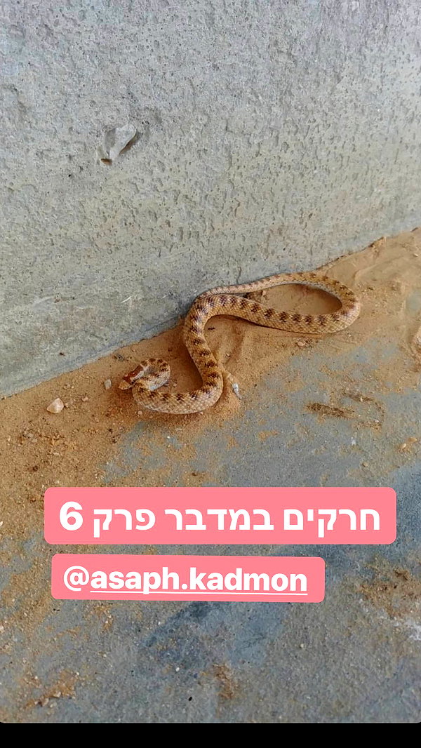 romi_henenson instagram image archive image