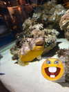 vanillachaiiiii Altpins Profile Picture