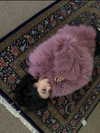 fair_mua Altpins Profile Picture