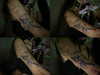 lolontlia Altpins Profile Picture