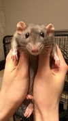 hoodifruit Altpins Profile Picture