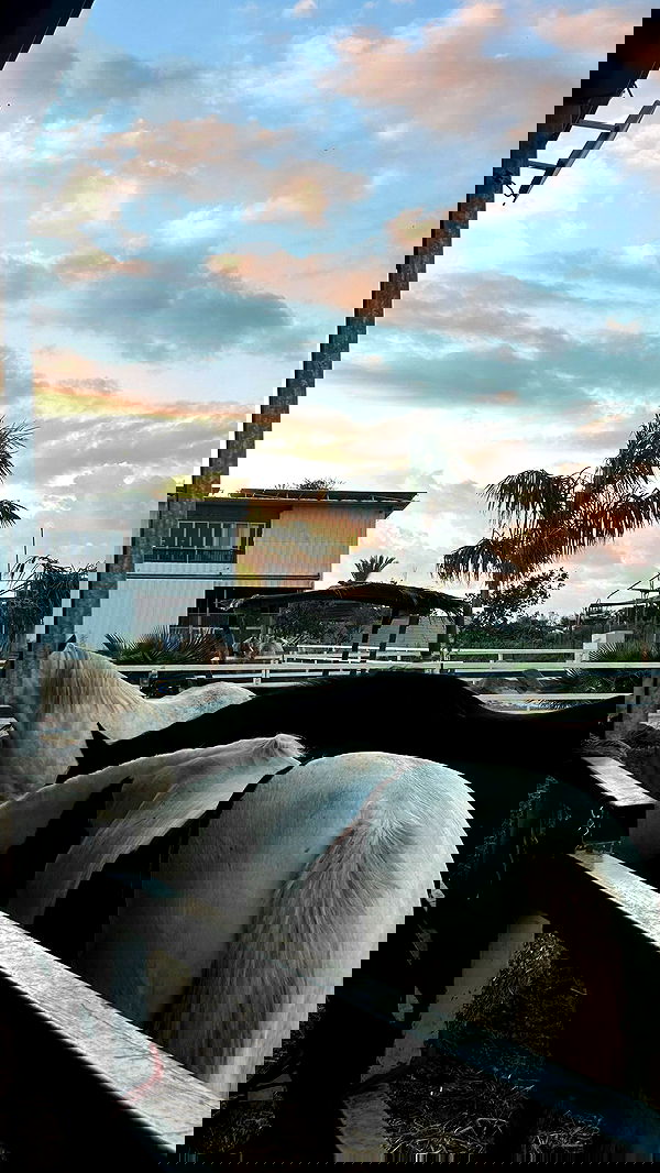 _wizardmidget_ _wizardmidget_ archive image