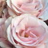 shakira Altpins Profile Picture