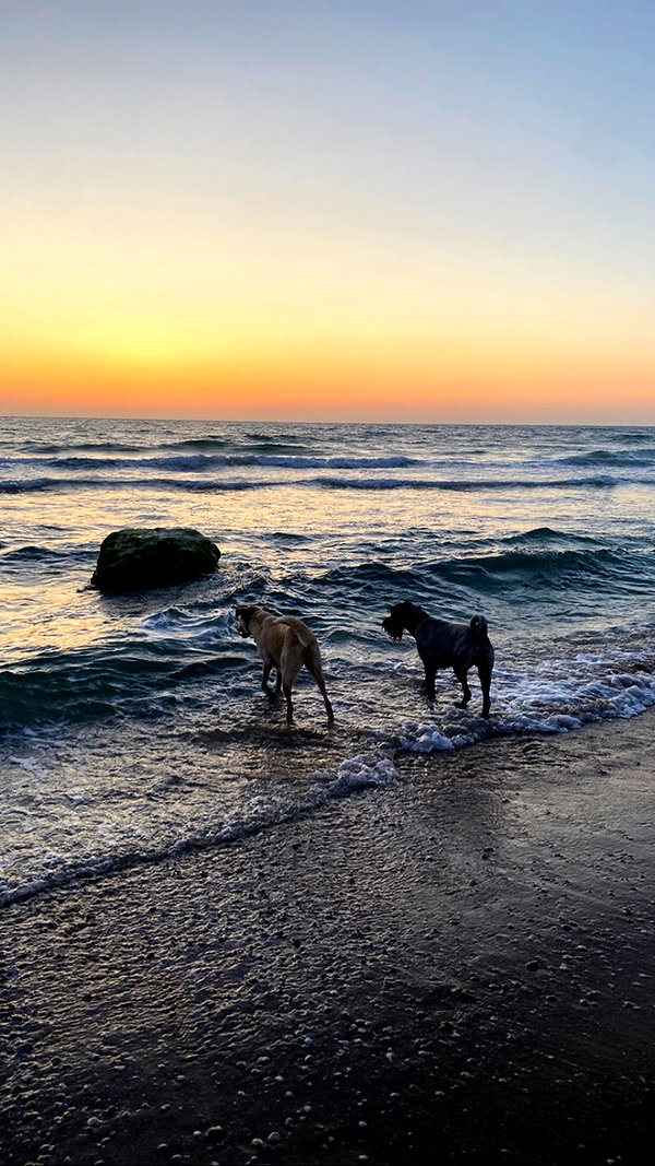 Archived image from @yam_adler on Instagram