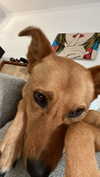 galibilaus Altpins Profile Picture