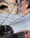 luvstuff3r Altpins Profile Picture