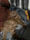 alice_hez Altpins Profile Picture