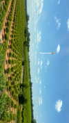 elizabethcampbelljones Altpins Profile Picture