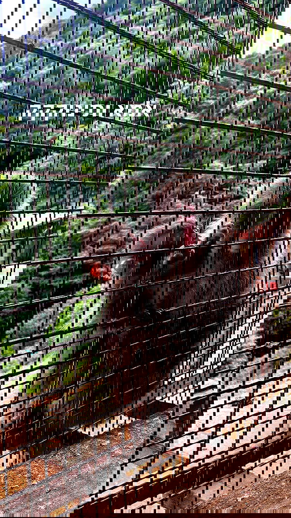 ormosheee ormosheee archive image