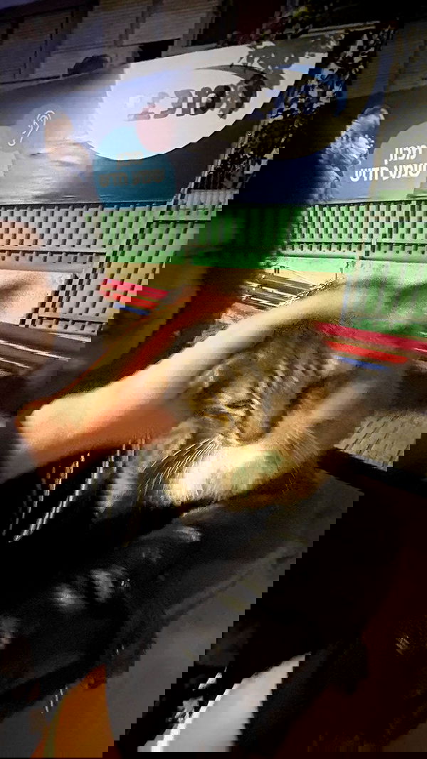 avitallllllllllllllll avitallllllllllllllll archive image