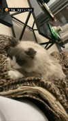 simp_for_cats_ Altpins Profile Picture