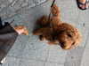 karolinaawasik Altpins Profile Picture