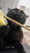 gerrryxtt Altpins Profile Picture