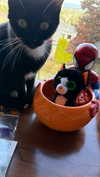 luvstuffer Altpins Profile Picture
