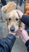 lollinski Altpins Profile Picture