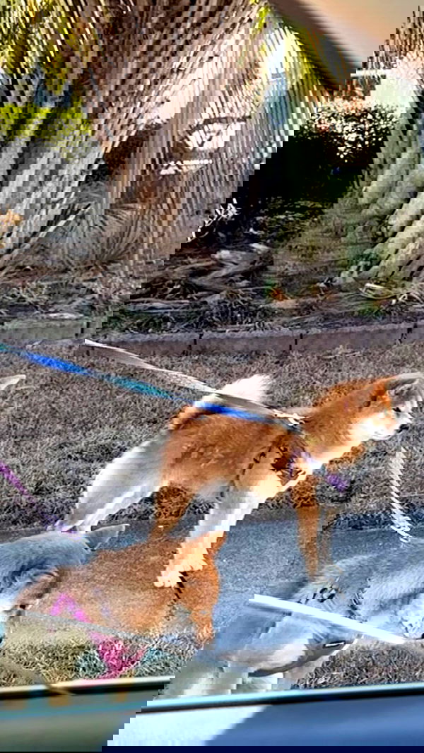 zommmbri zommmbri archive image