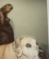 sashapieterse Altpins Profile Picture