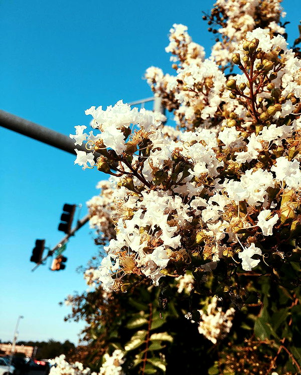 hallucineon instagram image archive image