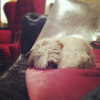 ashleybenson Altpins Profile Picture