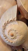 avital_1010.2003 Altpins Profile Picture