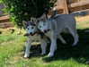 astarwbry_ Altpins Profile Picture