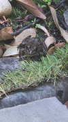 avital_1010.2003 Altpins Profile Picture
