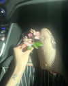haileylayfield Altpins Profile Picture