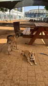alma.almog Altpins Profile Picture