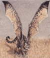lyra.car Altpins Profile Picture