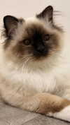 kasumi_sen Altpins Profile Picture