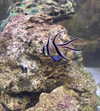 jahia_brown Altpins Profile Picture