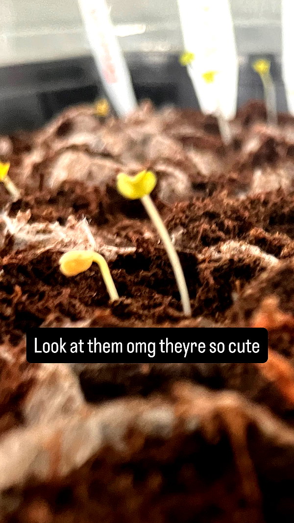 Archived image from @zombaieee on Instagram