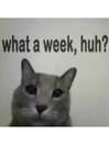 ellaexplicit_ Altpins Profile Picture