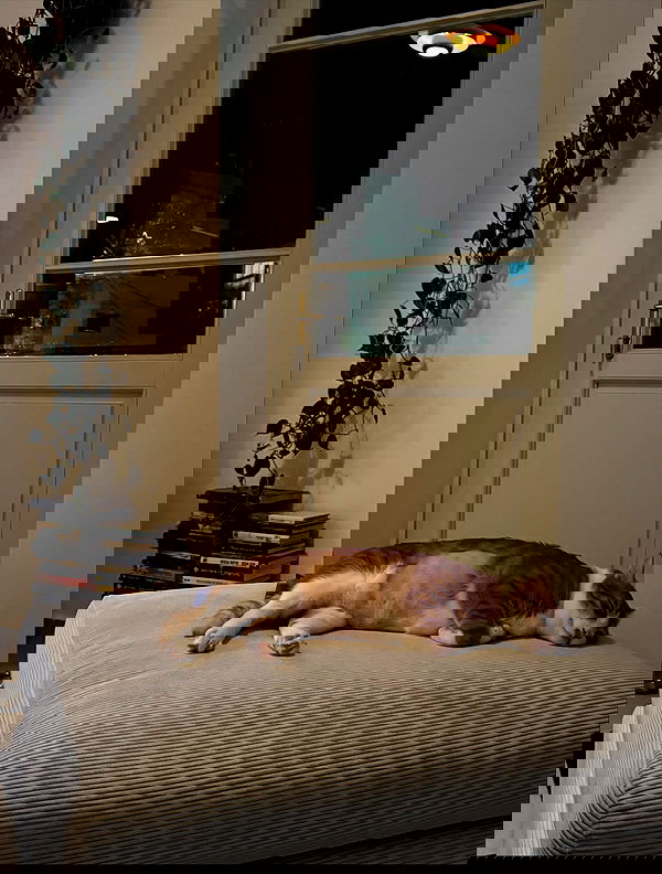 iambohema.v2 iambohema.v2 archive image