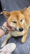 kriiizellda Altpins Profile Picture