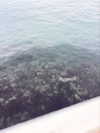 _satomort_ Altpins Profile Picture
