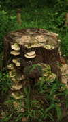 liron_haas Altpins Profile Picture