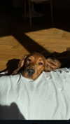 netabar Altpins Profile Picture