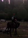 aseynat0r Altpins Profile Picture
