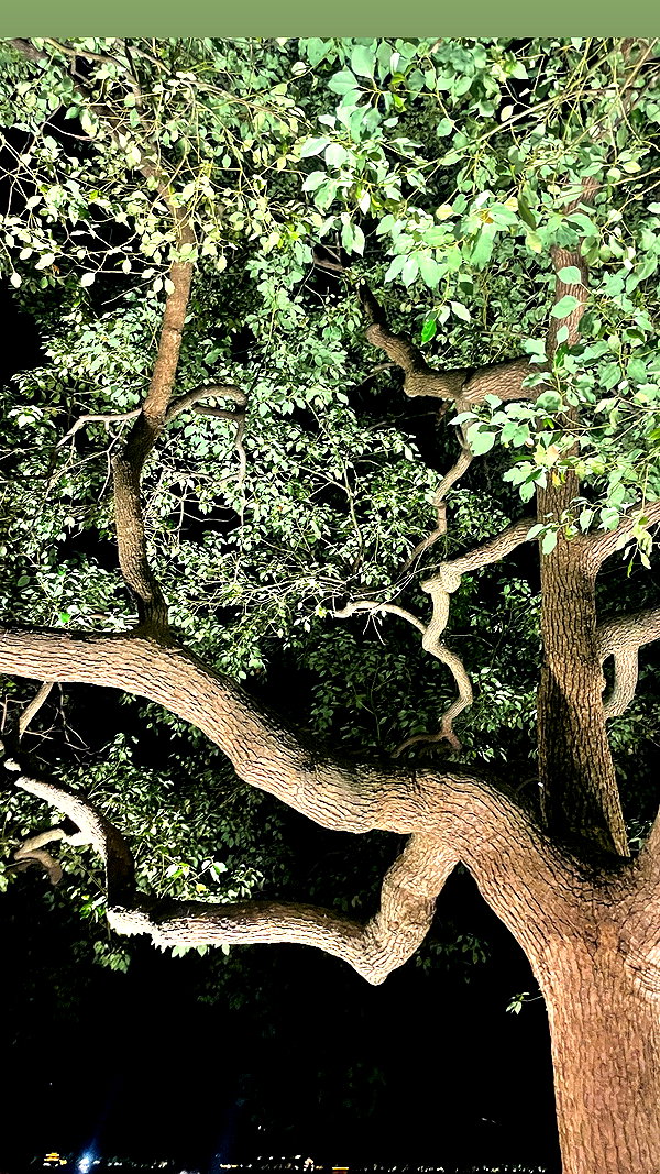 alisen.mari archive image